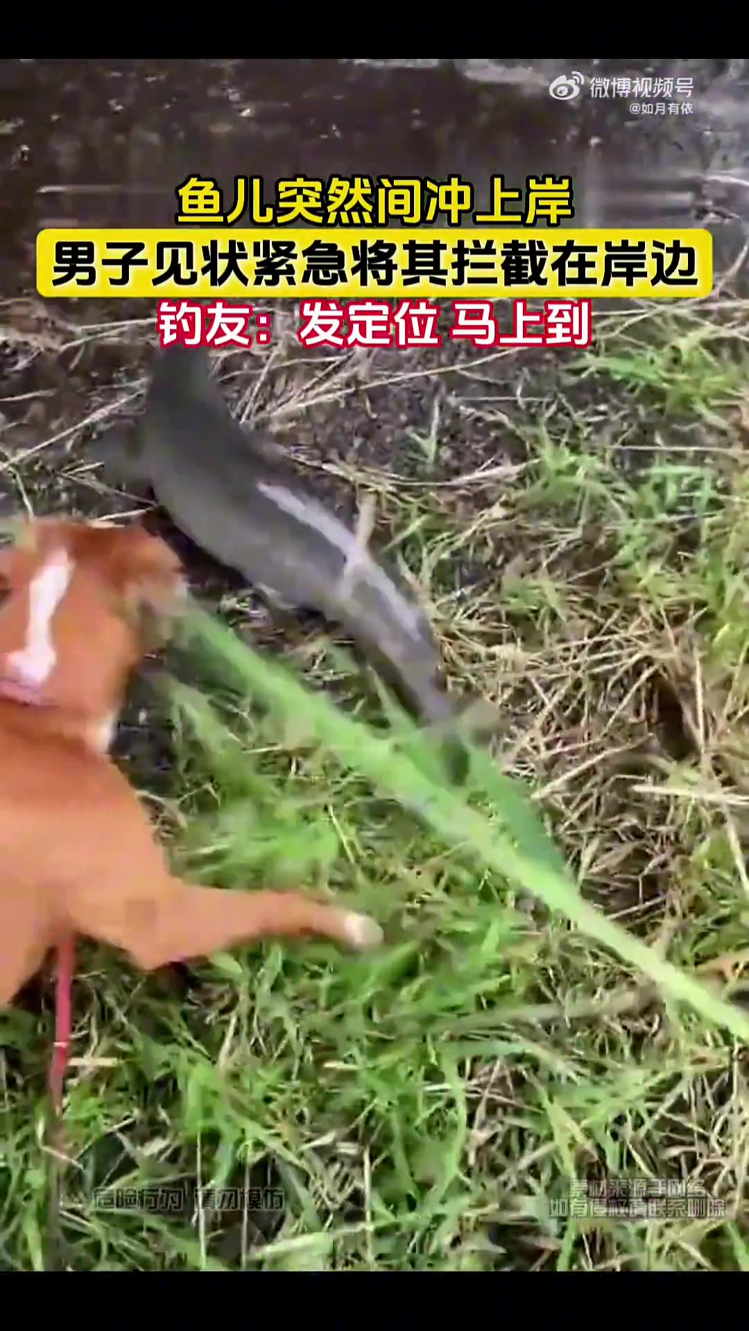 鱼儿突然间冲上岸，男子见状紧急将其拦截在岸边！！！
