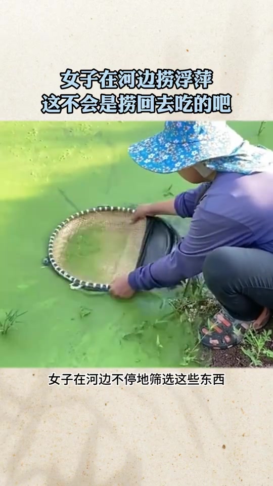 女子在河边捞浮萍，这不会是捞回去吃的吧！！！！！！
