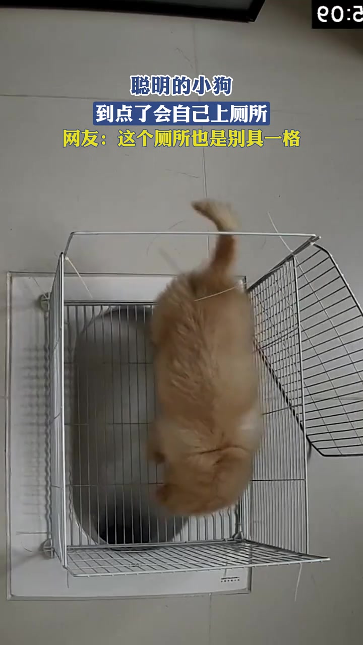 聪明的小狗，到点了会自己上厕所，网友：这个厕所也是别具一格