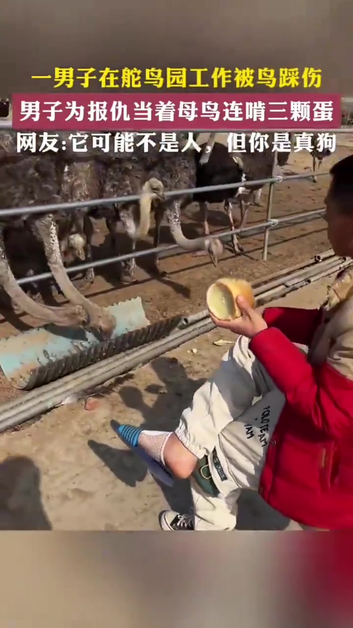 一男子在鸵鸟园被鸟踩伤后为报仇连啃三颗蛋遭网友怒斥