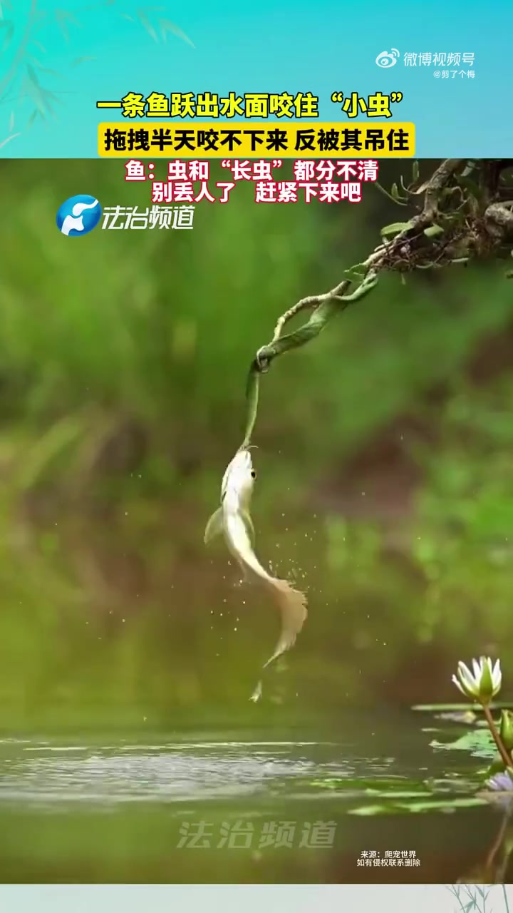 鱼把蛇当成了虫，捕食不成尴尬收场！