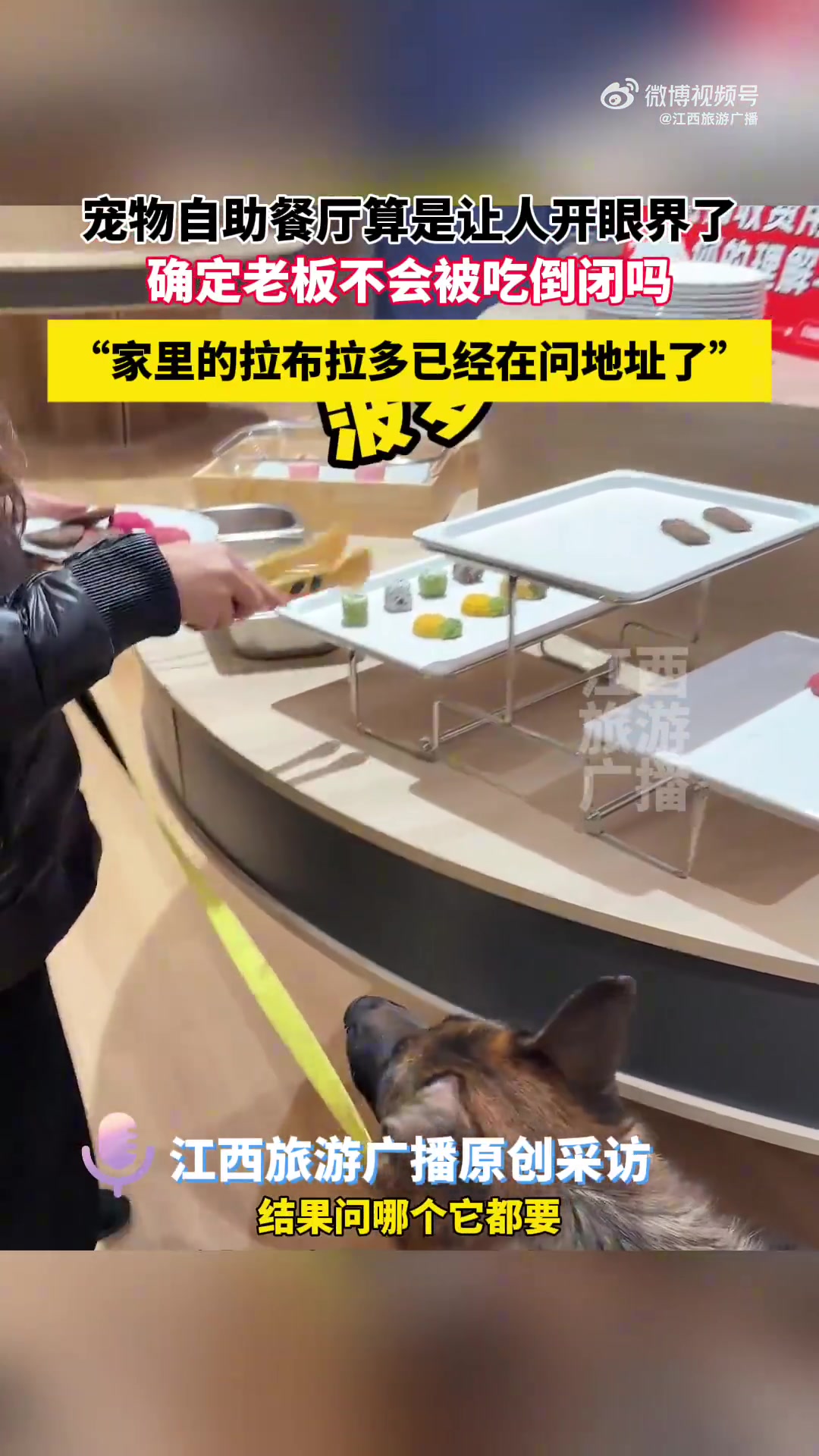 宠物自助餐厅让狗狗风卷残云！