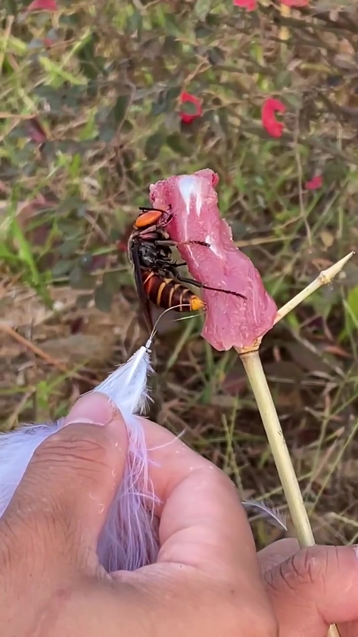 跟踪马蜂是个技术活
