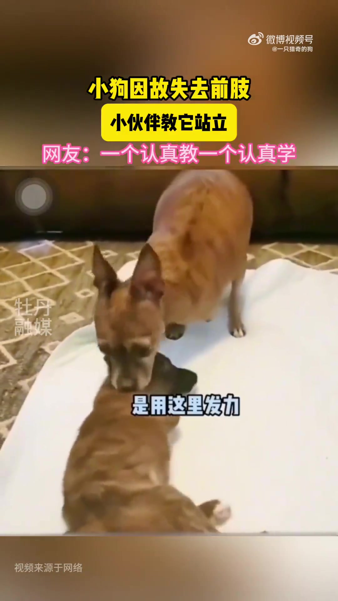 小狗失前肢，小伙伴教它站立，网友：认真教认真学