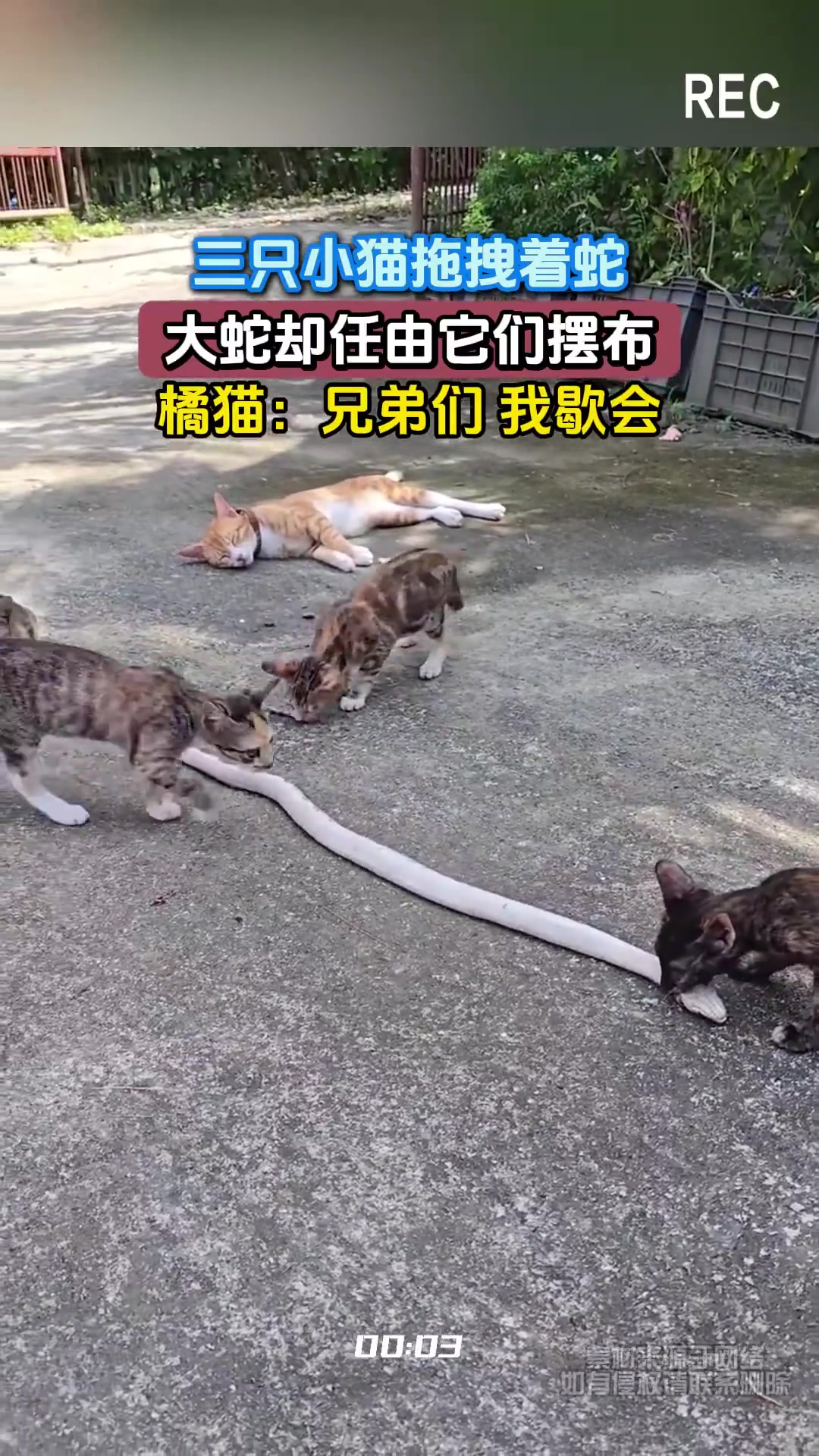三只小猫拖拽着蛇，大蛇却任由它们摆布，橘猫：兄弟们我歇会