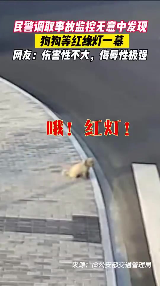 民警调取事故监控视频时发现等红灯的小狗