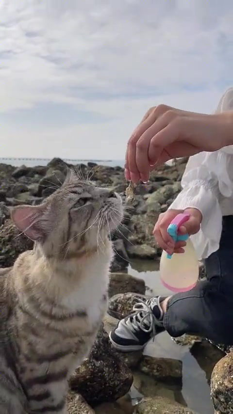 小猫以为敲敲敲就有吃的
