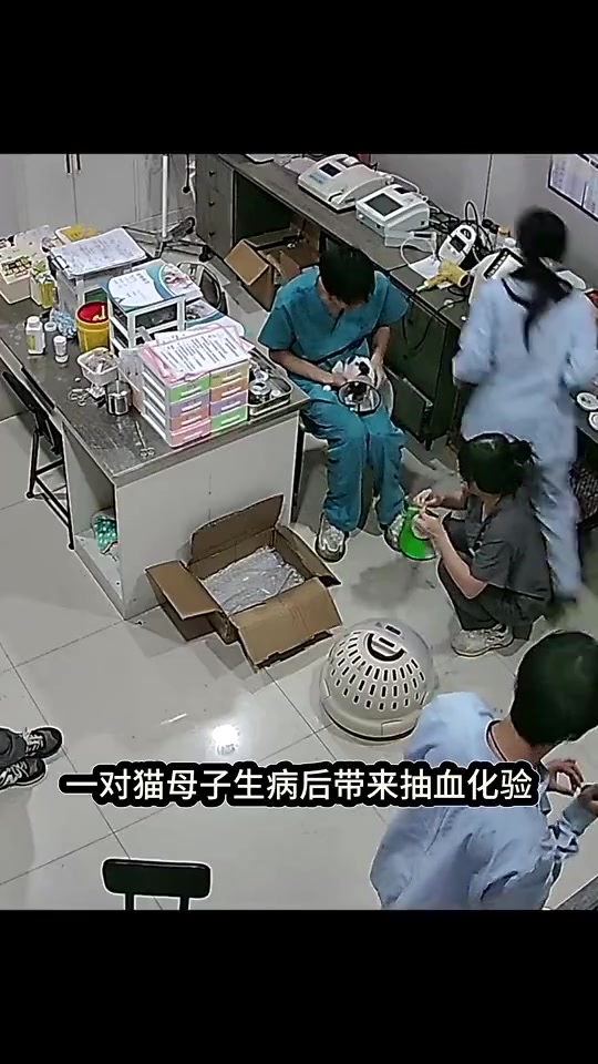 猫咪母爱强大，为护小猫冲破笼子打医生