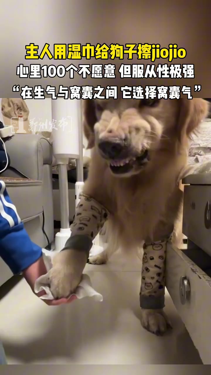 主人用湿巾给狗子擦jiojio，心里有100个不愿意
