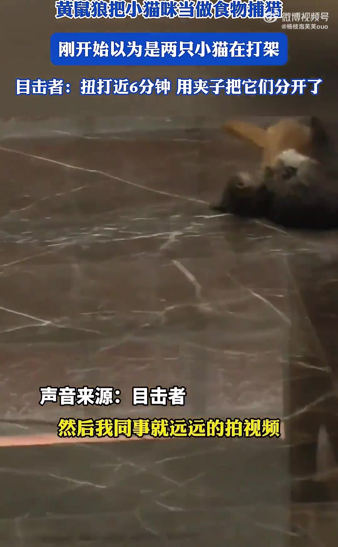 黄鼠狼把小猫咪当做食物捕猎，刚开始以为是两只小猫在打架