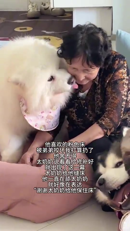 小狗用实际行动表达感谢