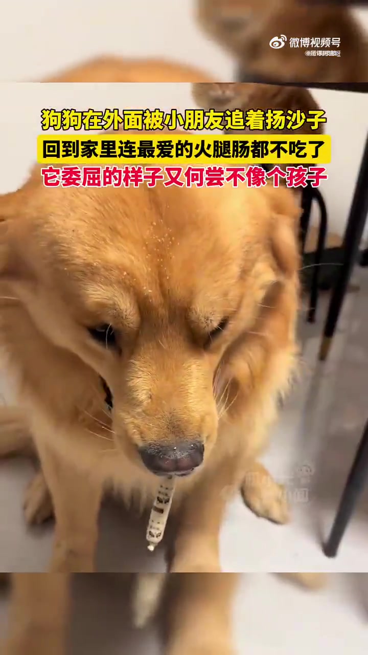 狗狗被小朋友追扬沙子后，回家不吃最爱火腿肠，委屈如受气孩子