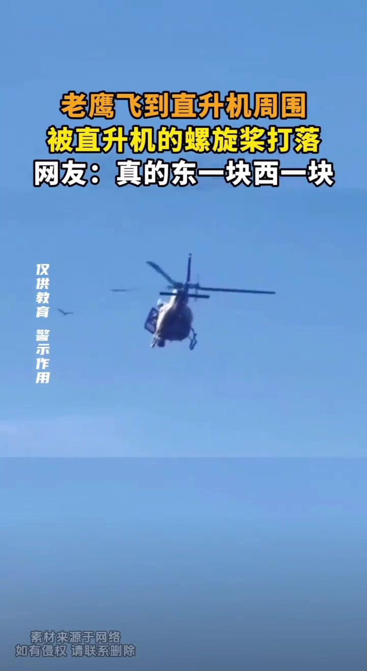 老鹰被直升机螺旋桨打落，飞到其周围