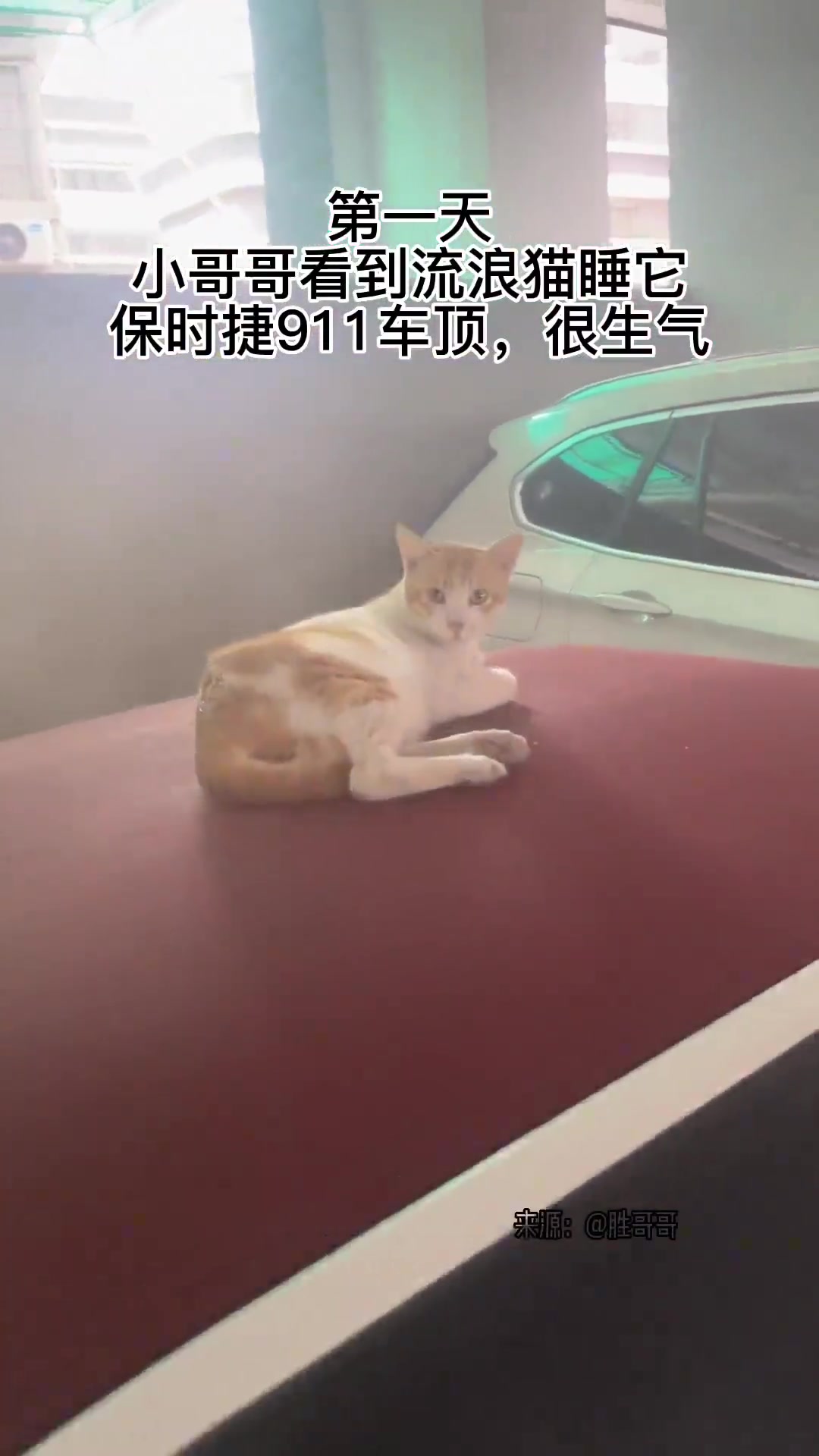 流浪猫自述：三天内征服驾驶保时捷男士