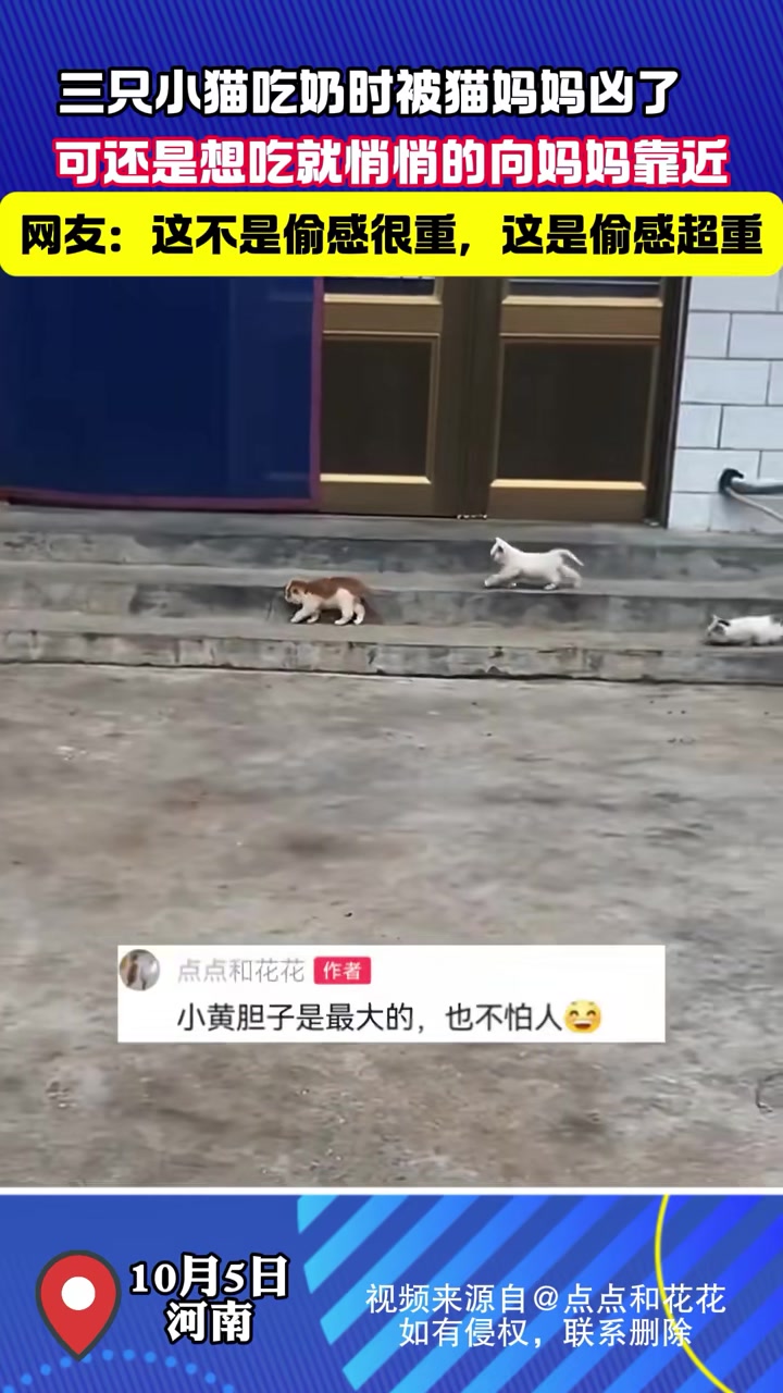 小猫吃奶被凶仍偷摸靠近猫妈妈