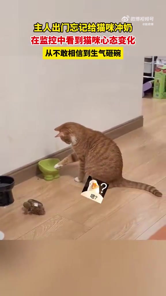 主人出门忘记给猫咪冲奶，在监控中看到猫咪心态变化