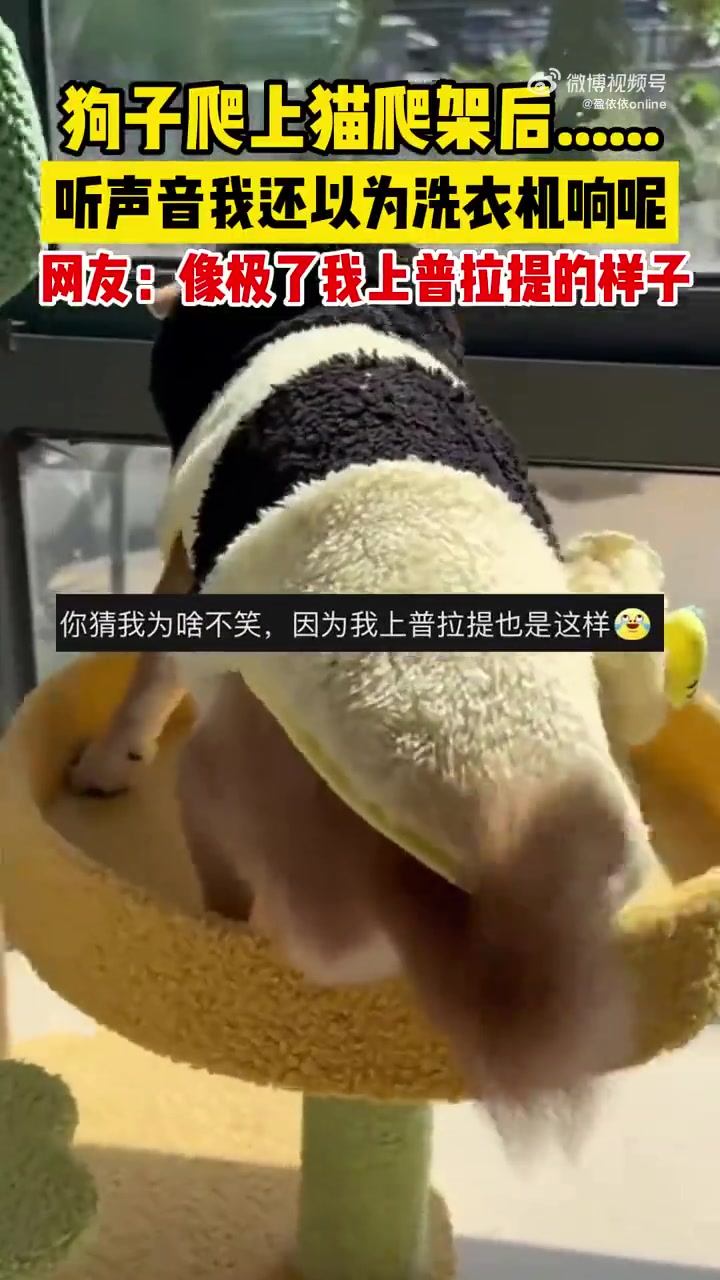狗子爬上猫爬架，听声音我还以为洗衣机响呢