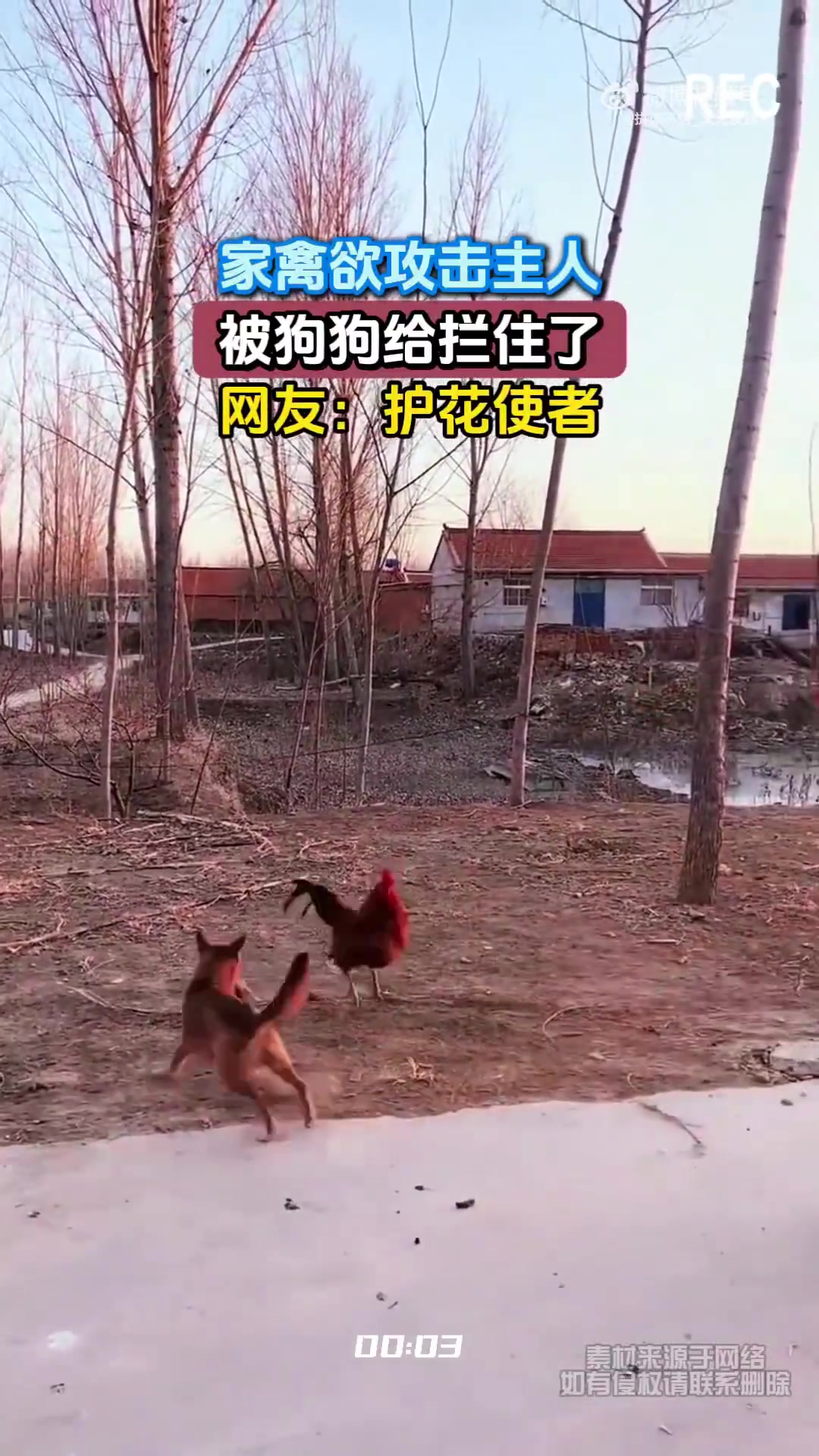 家禽欲攻击主人，被狗狗给拦住了，网友：护花使者
