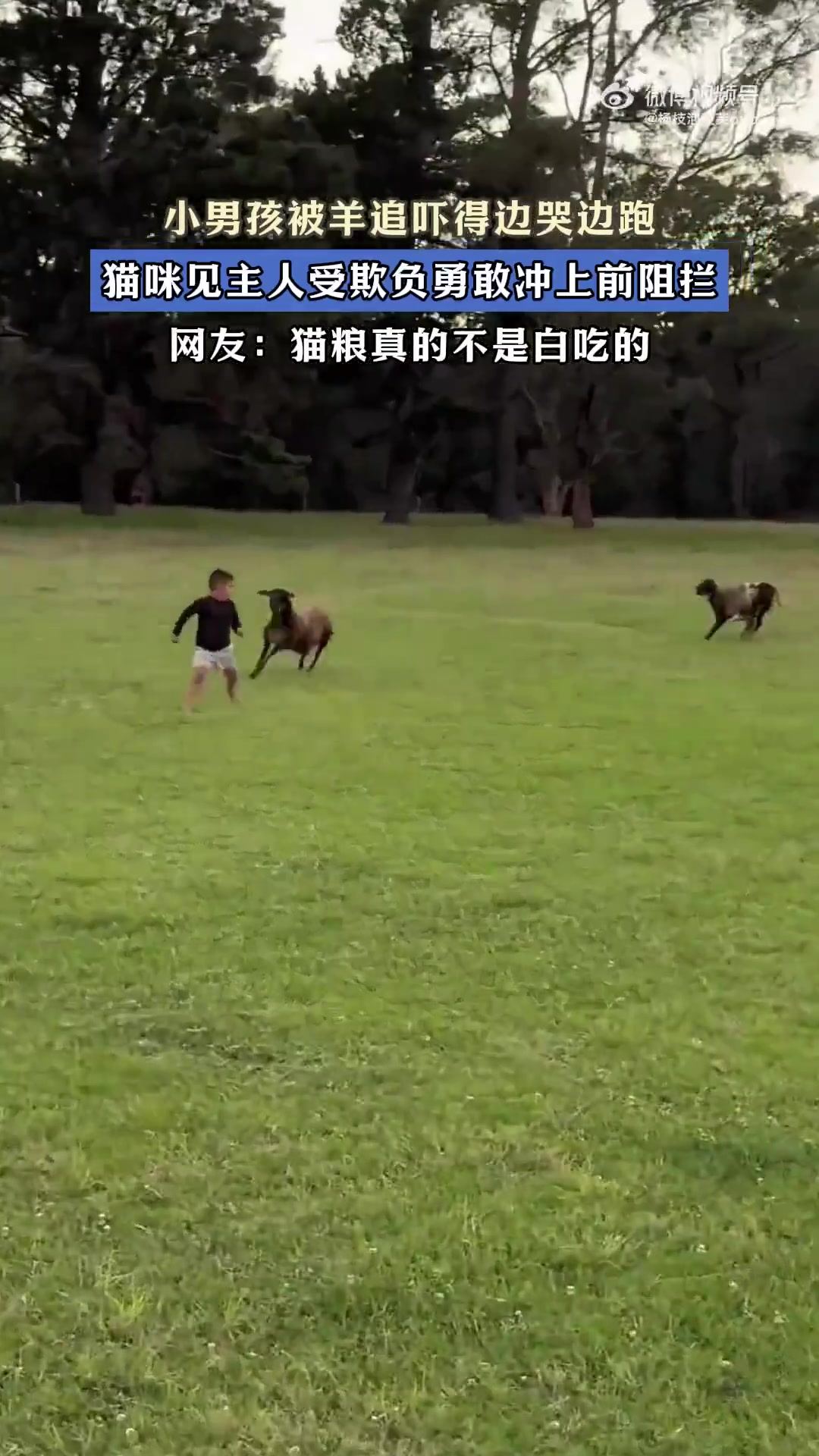 小男孩被羊追吓得边哭边跑，猫咪见主人受欺负勇敢冲上前阻拦