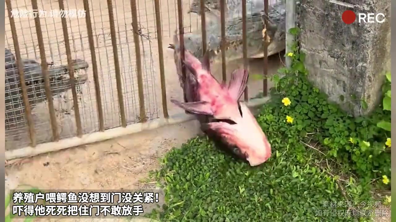 养殖户喂鳄鱼没想到门没关紧！吓得他死死把住门不敢放手