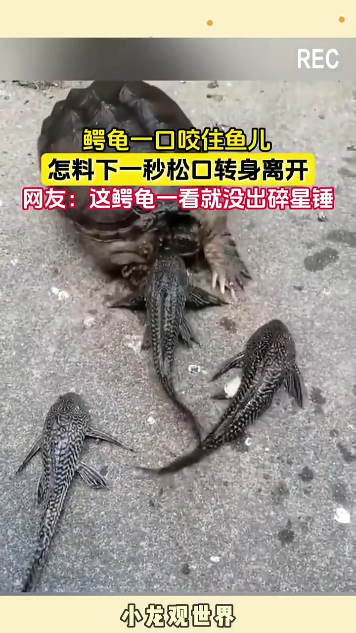 鳄龟一口咬住小鱼，怎料下一秒就转身离开！太难吃