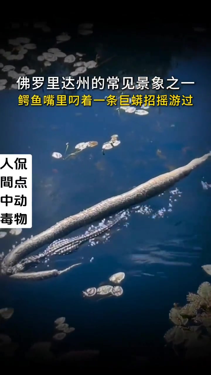 佛罗里达州的常见景象之一鳄鱼嘴里叼着一条巨蟒招摇游过！
