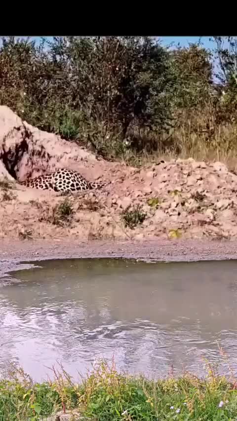 癞皮狗：你起来我看看！