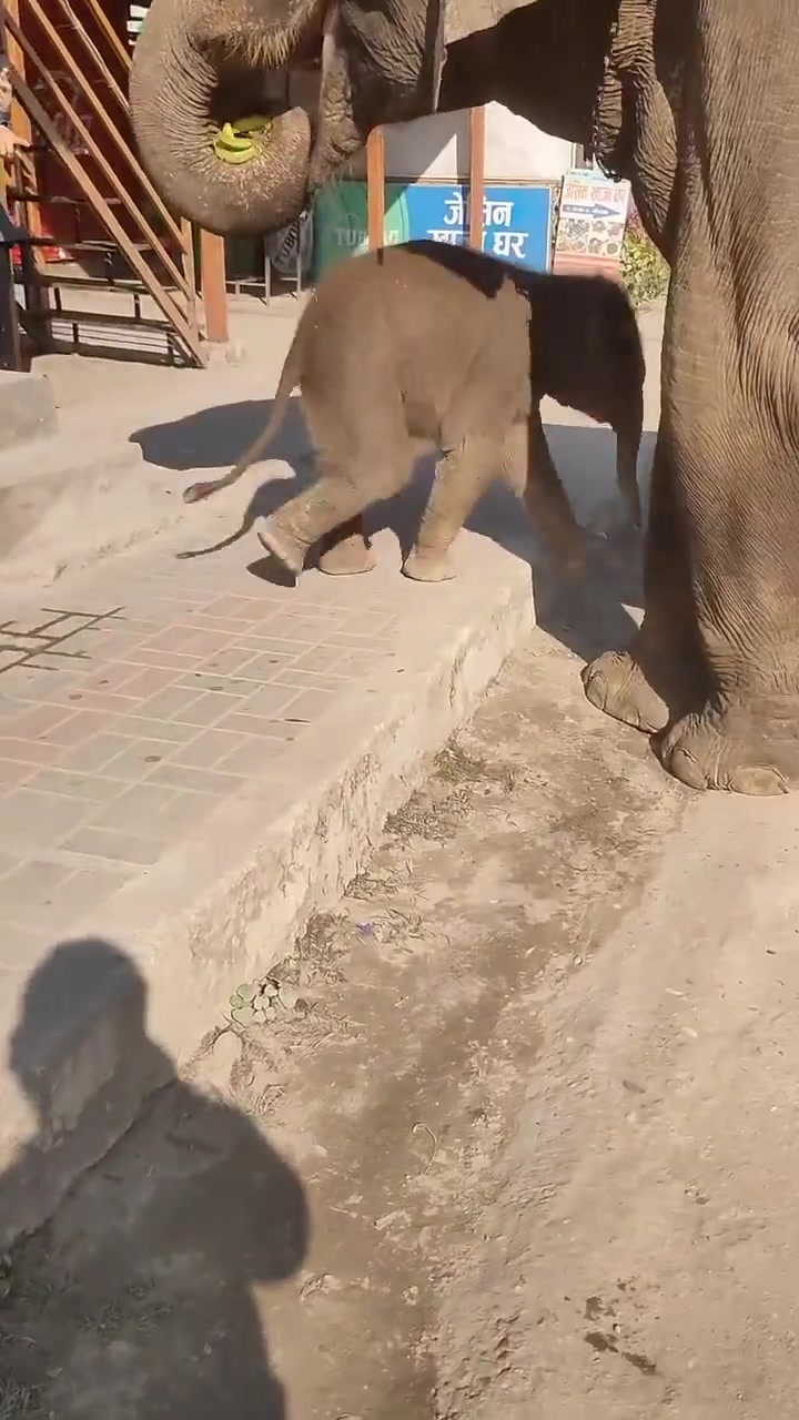 小象宝宝委屈了找妈妈