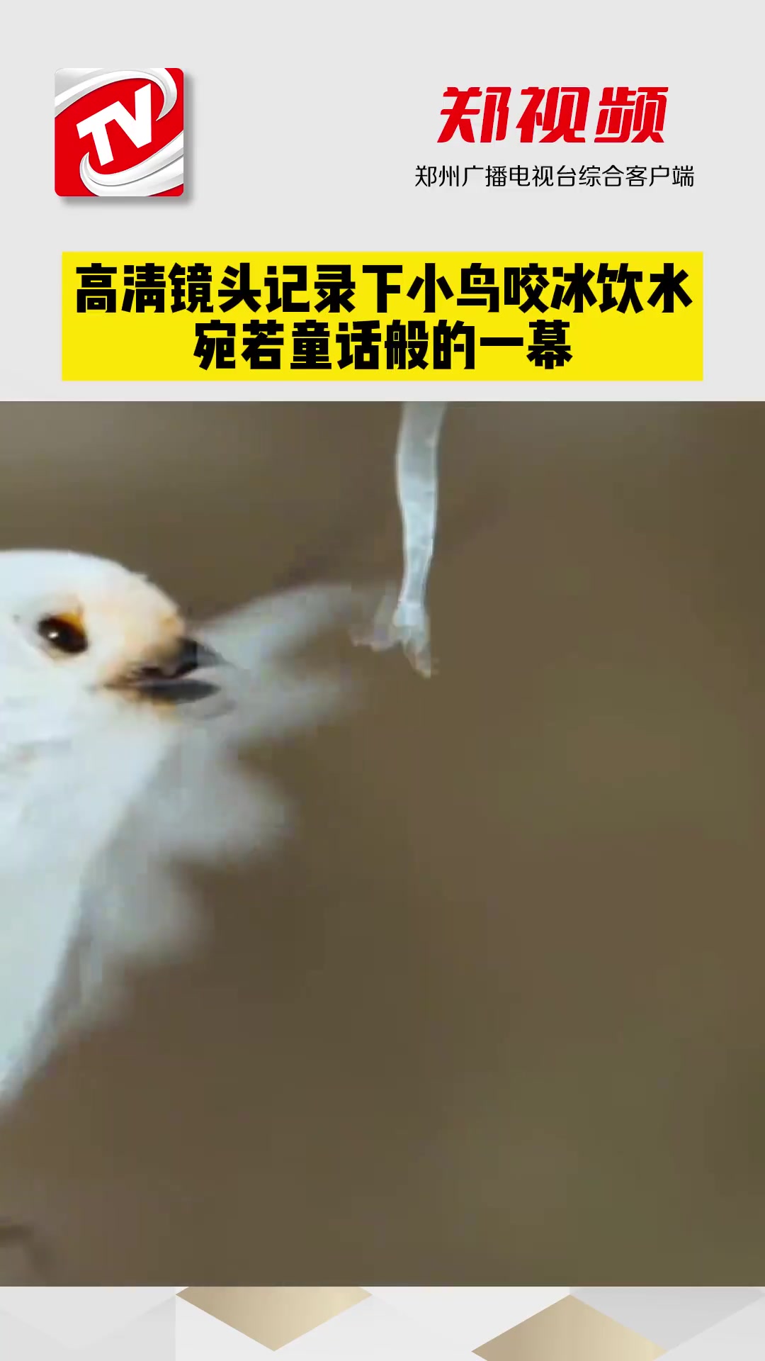 高清镜头记录下小鸟咬冰饮水，宛若童话般的一幕