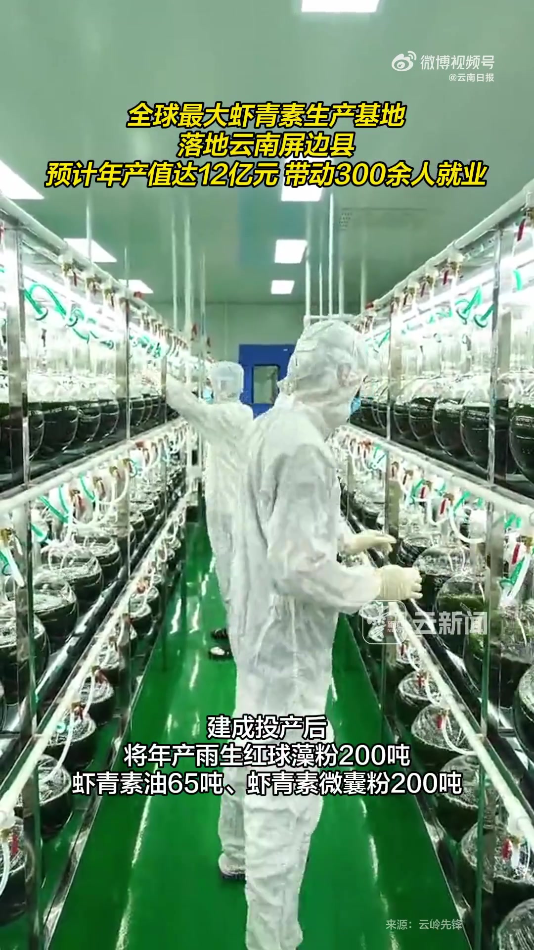 全球最大虾青素生产基地落地云南屏边县