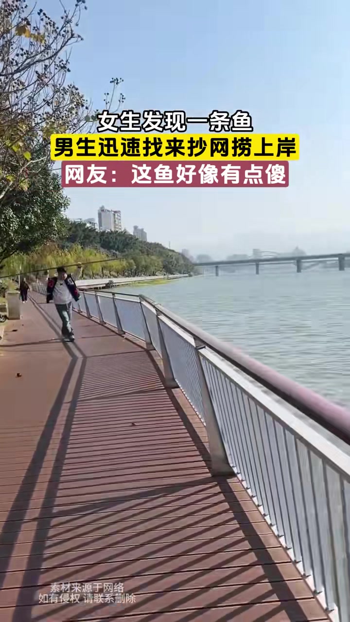 这鱼是不是有点傻吃了会不会影响智商