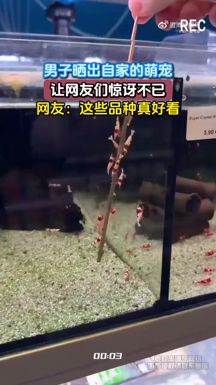 男子晒出自家的萌宠，让网友们惊讶不已