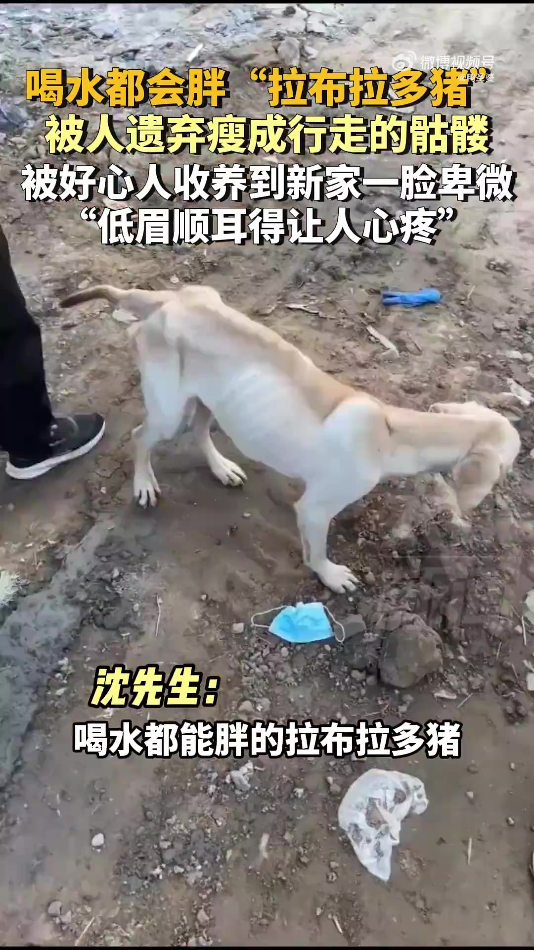 可怜的小狗，真是瘦得皮包骨头了