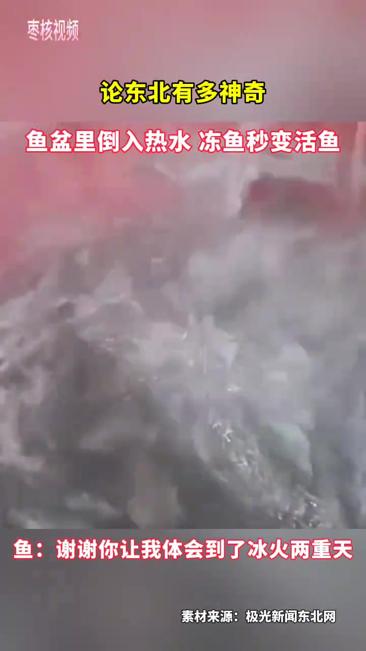 论东北的神奇之处鱼盆里倒入热水冻鱼秒变活鱼