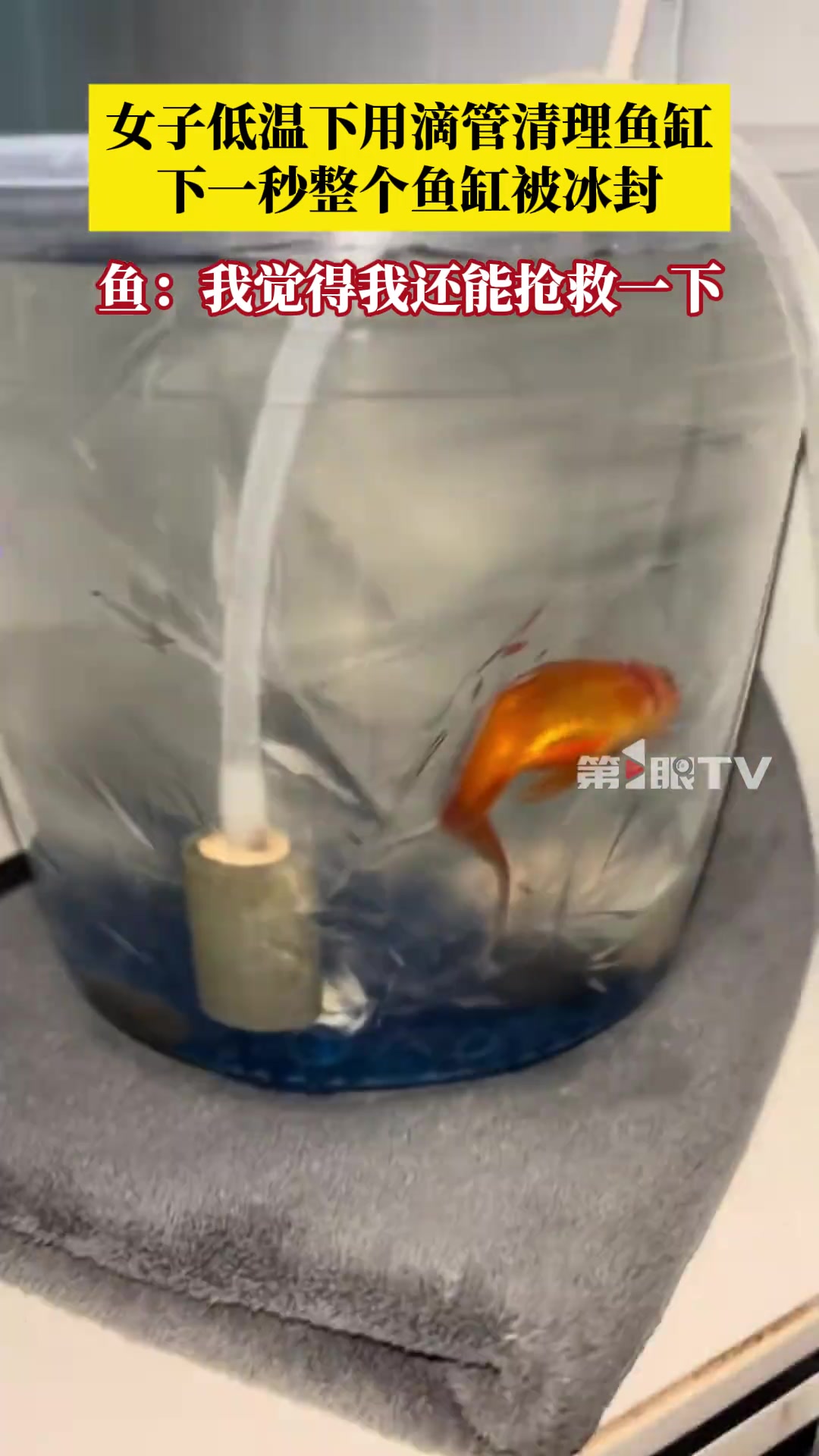 点水成冰！女子低温下用滴管清理鱼缸，下一秒整个鱼缸被冰封