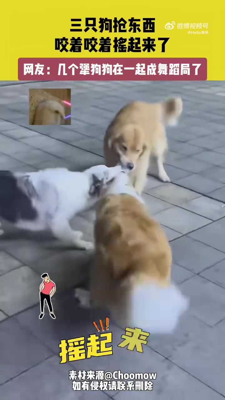 三只狗抢东西，咬着咬着摇起来了