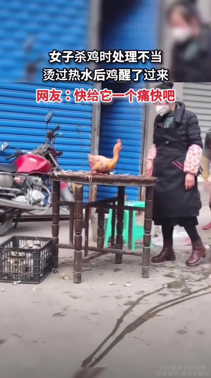 女子杀鸡处理不当，烫过的鸡醒了过来