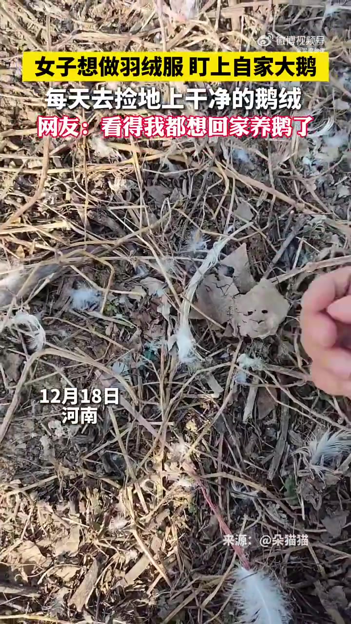女子想做羽绒服，盯上自家大鹅！每天去捡地上干净的鹅绒！