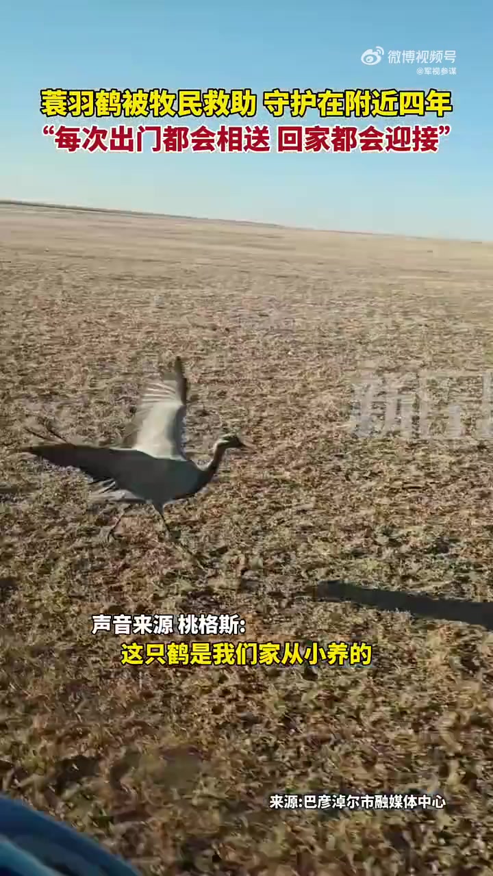蓑羽鹤被牧民救助，守护在附近四年每次出门回家都会相送！