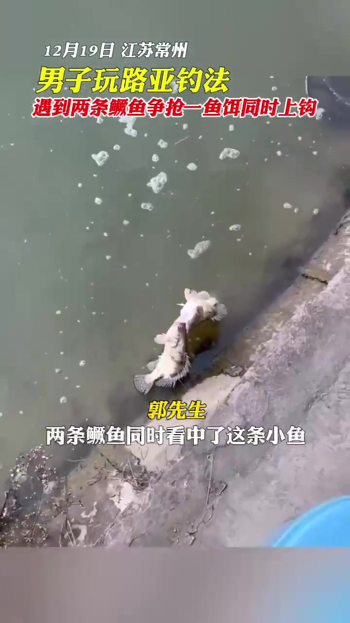两条鳜鱼同时看中了这条小鱼