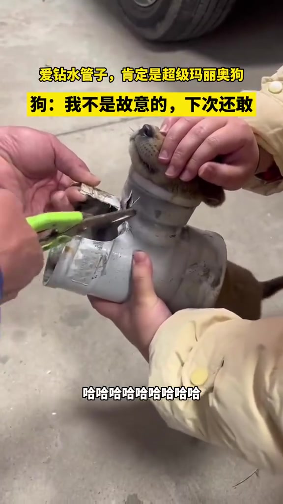 这就是超级玛丽奥狗
