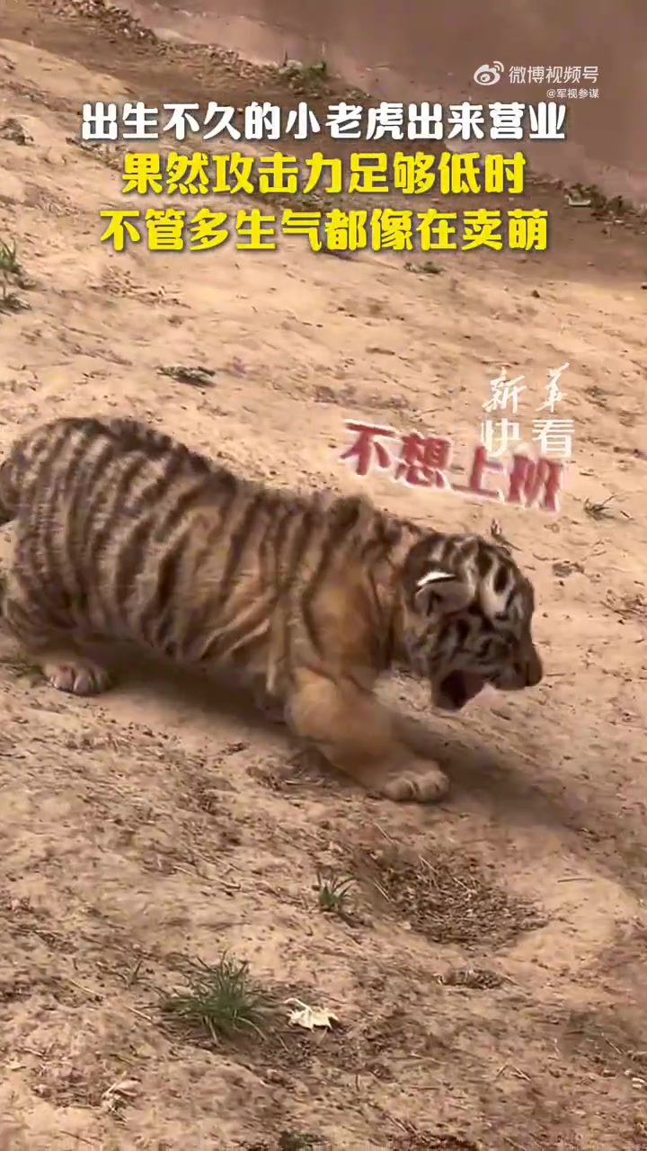 果然当攻击力足够低时，不管多生气都像在卖萌！