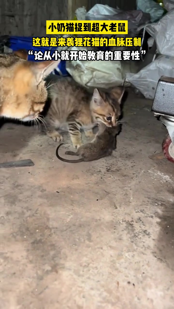 来自狸花猫的血脉压制，你家的猫能抓老鼠吗