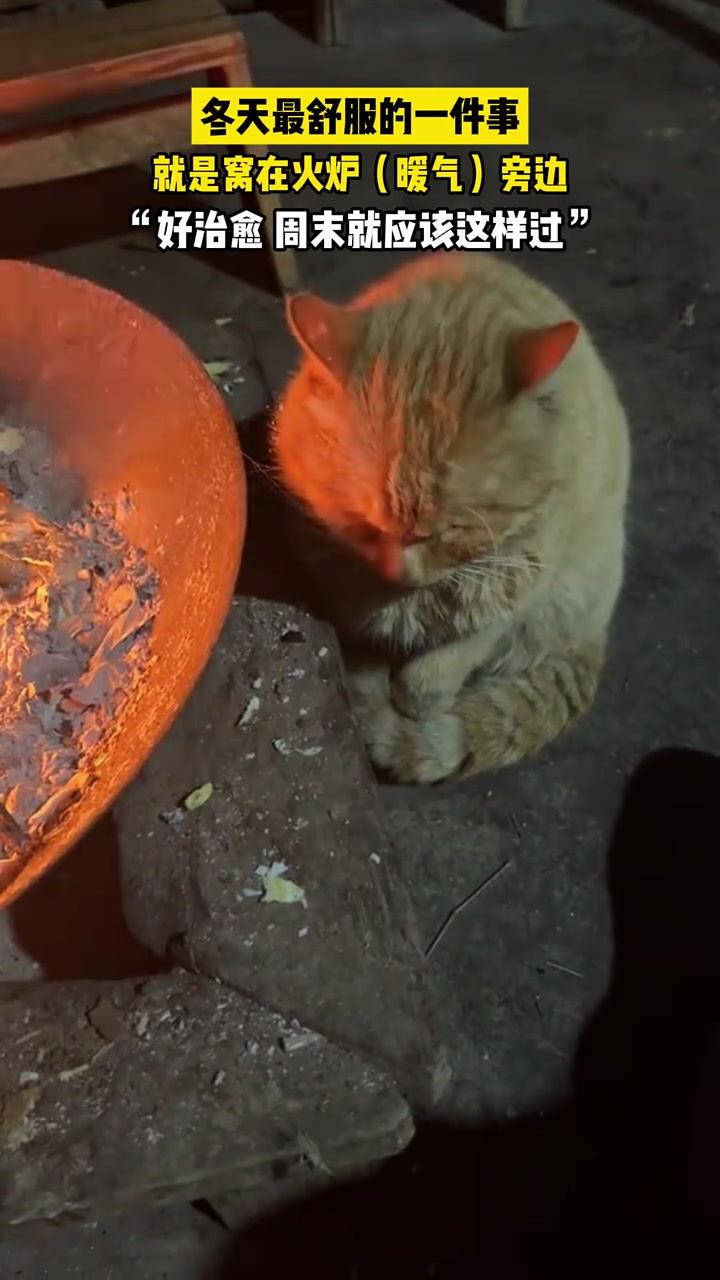 被猫猫治愈的周末，这个冬天，我也想这么过