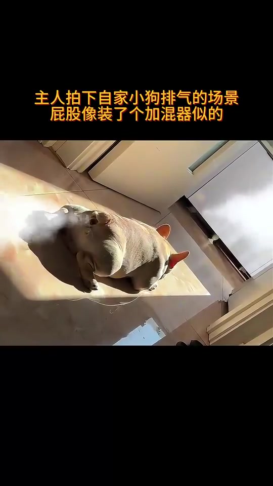 主人拍下自家小狗排气的场景