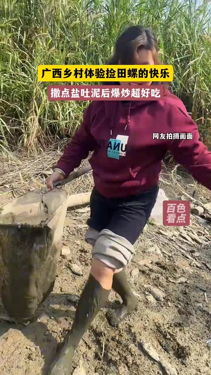 来广西农村体验捡田螺的快乐
