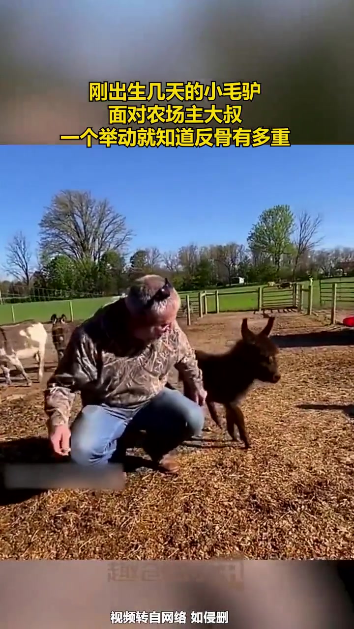刚出生几天的小毛驴，面对农场主大叔,，个举动就知道反骨有多重