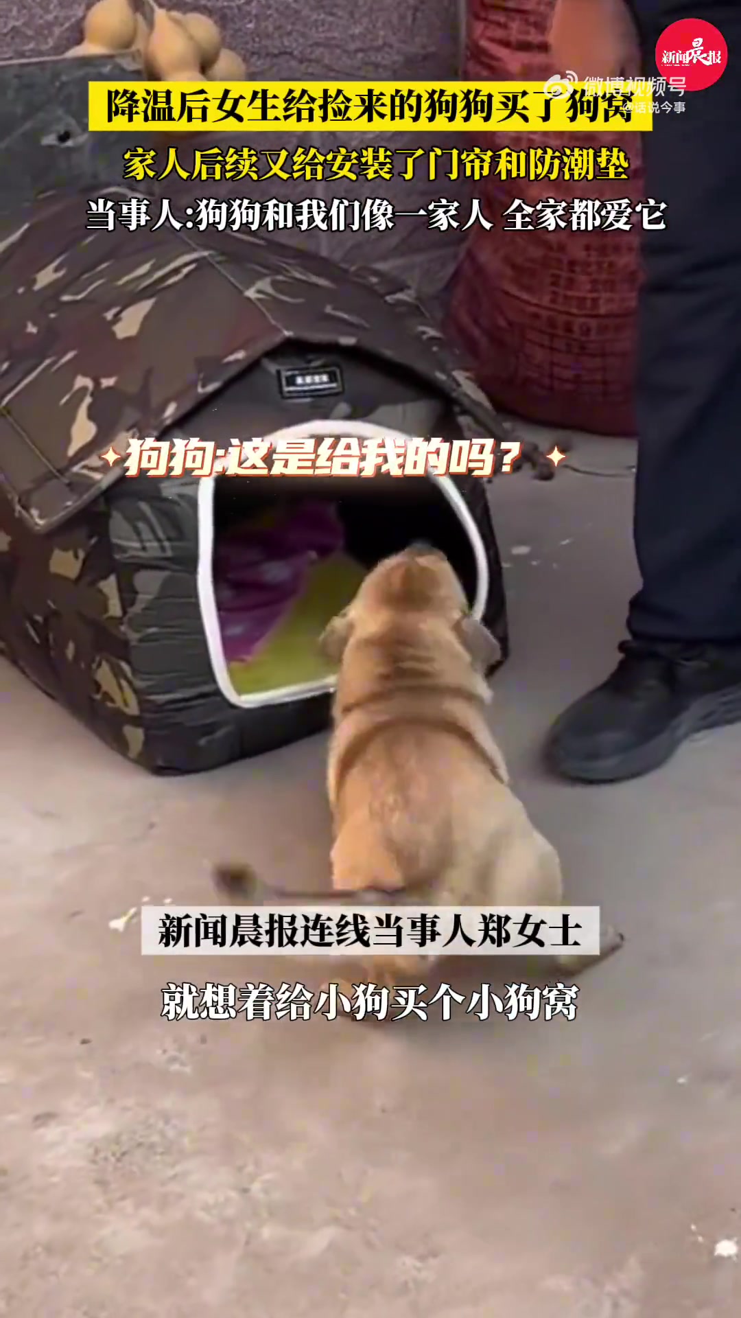 降温后女生给捡来的狗狗买了个狗窝当事人狗狗也是家人