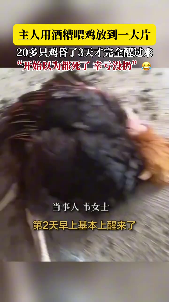还以为死了一片！主人用酒糟喂鸡放倒一大片！