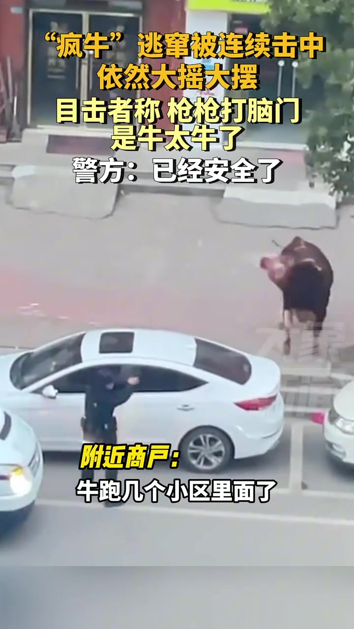 疯牛”逃窜被连续击中，依然大摇大摆！